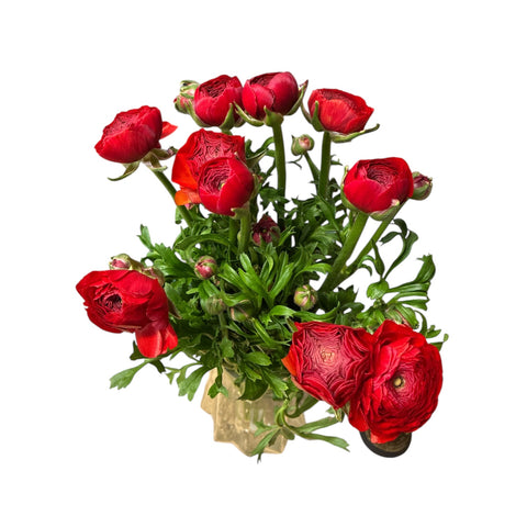 Ranunculus AUTUMN - Bunch of 10 stems  RED