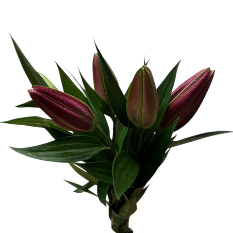 Lily - Pink Oriental "Red Sparrow" x 5 stems