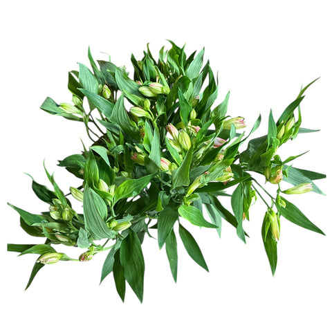 Alstromeria Cornish Stem Grade 10 Stems - Pale Pink