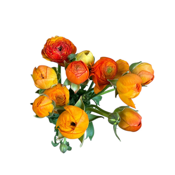 Ranunculus - AUTUMN 30cm  x 10 stems  ORANGE
