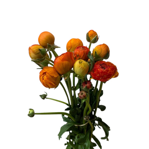 Ranunculus 30cm - AUTUMN - Orange x 10 stems