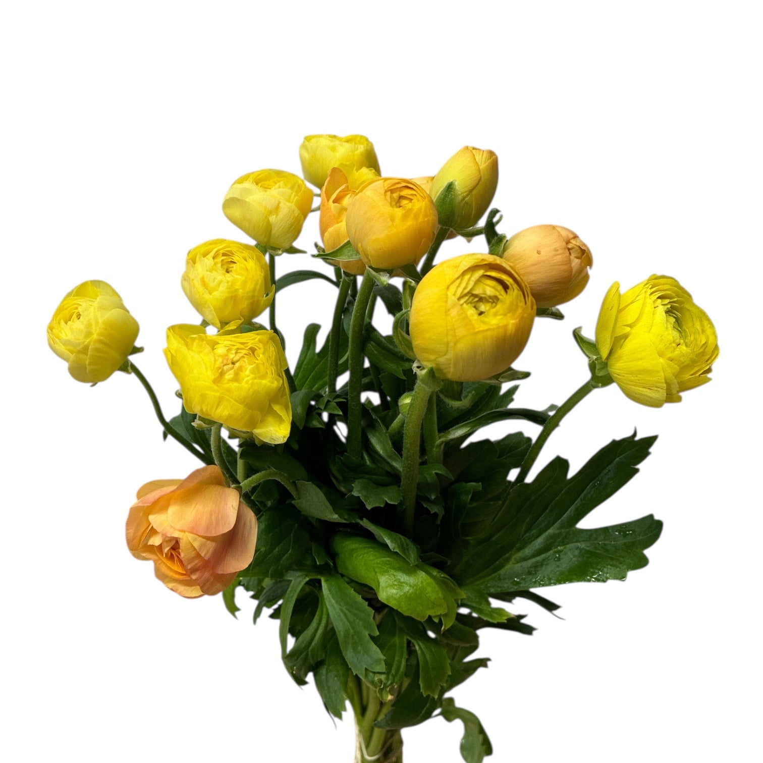 Ranunculus - AUTUMN 45cm x 10 stems - PASTEL YELLOW / PEACH MIX