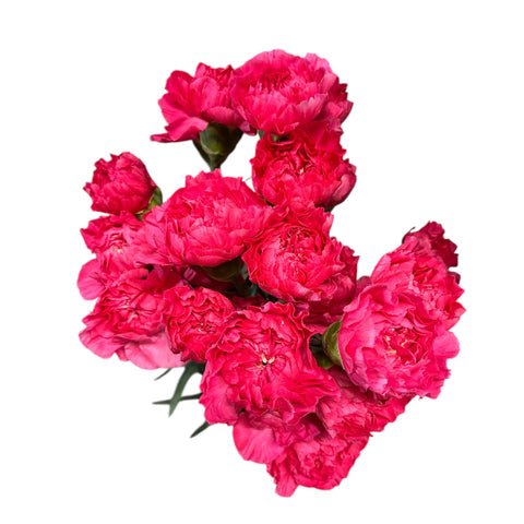 IMPORT - Carnation Bloom Cerise  - 10 stems