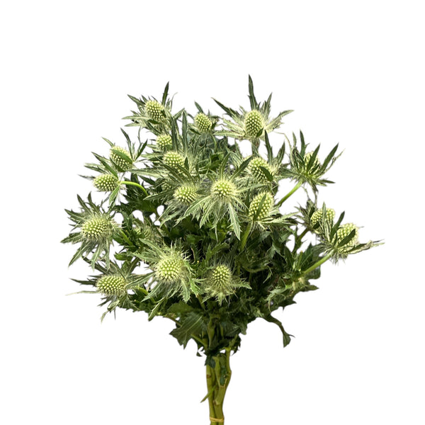 IMPORT - Eryngium White Lagoon x 5 stems