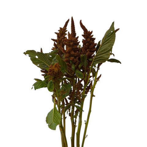 'Hot Biscuit' Amaranthus x 5 stems