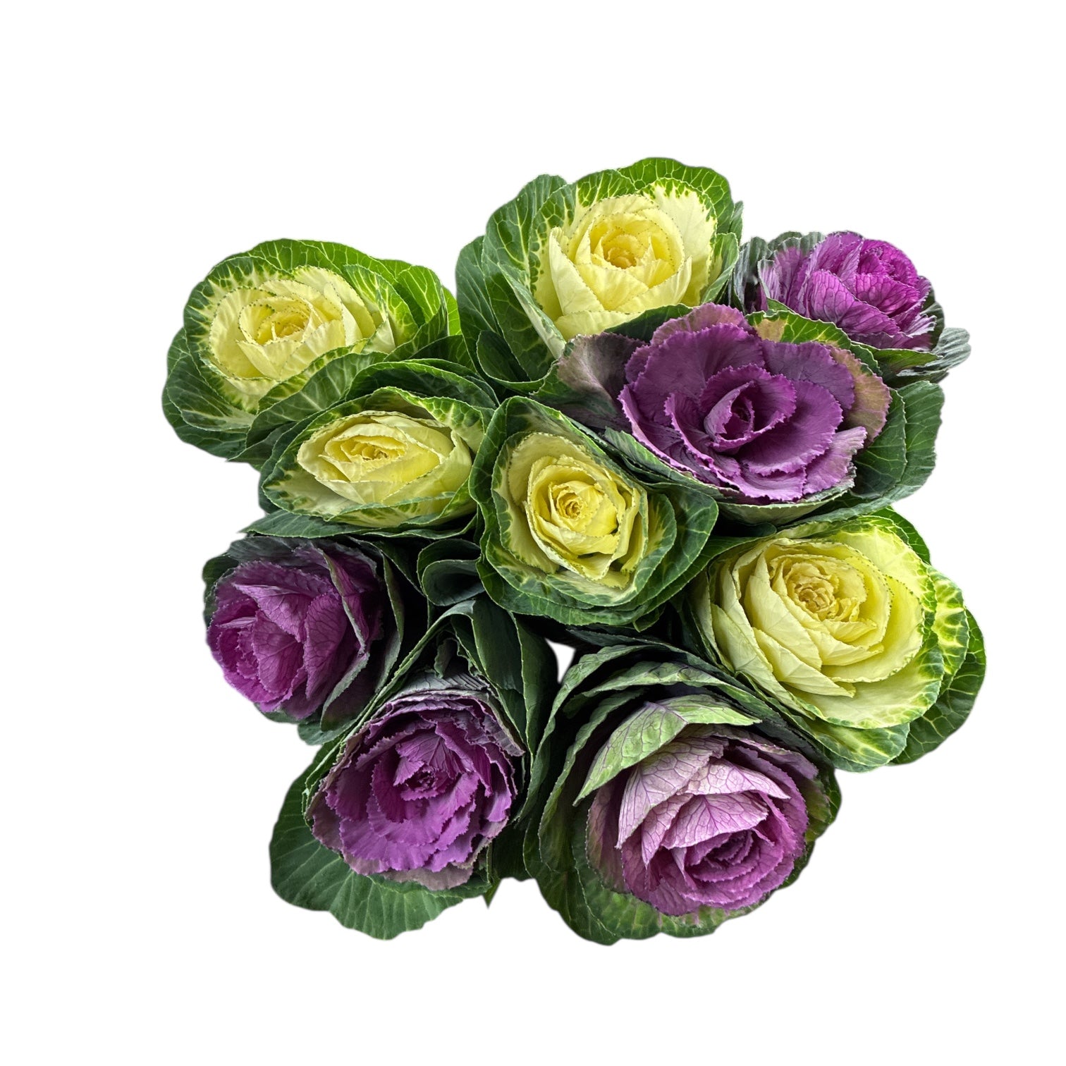 Brassica Mixed (Indoor grown) x 5 stems white 5 x stems purple