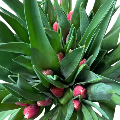 Tulip - Debutante Bi-Pink x 40 stems  Southern Hemisphere