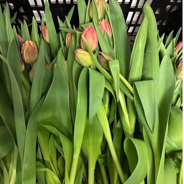 Fresh Columbus tulips in shades of rosy pink, shown with their roots and bulbs intact, arranged in a natural, organic bundle on a clean white backdrop.