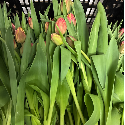 Tulip - ON THE BULB - Columbus x 10 - SOUTHERN HEMISPHERE
