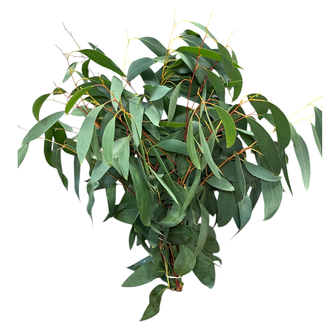 Cornwall Eucalyptus Coccifera x 10 stems