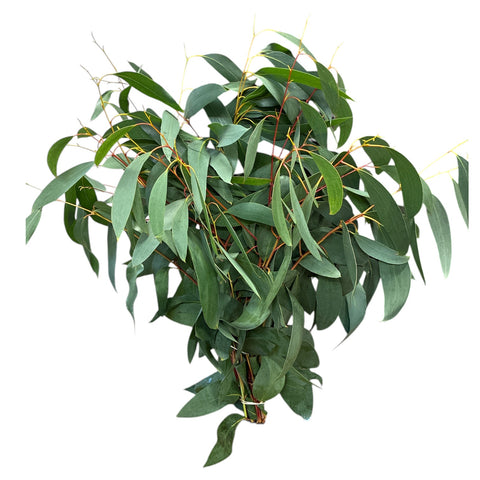 Cornwall Eucalyptus Coccifera x 10 stems