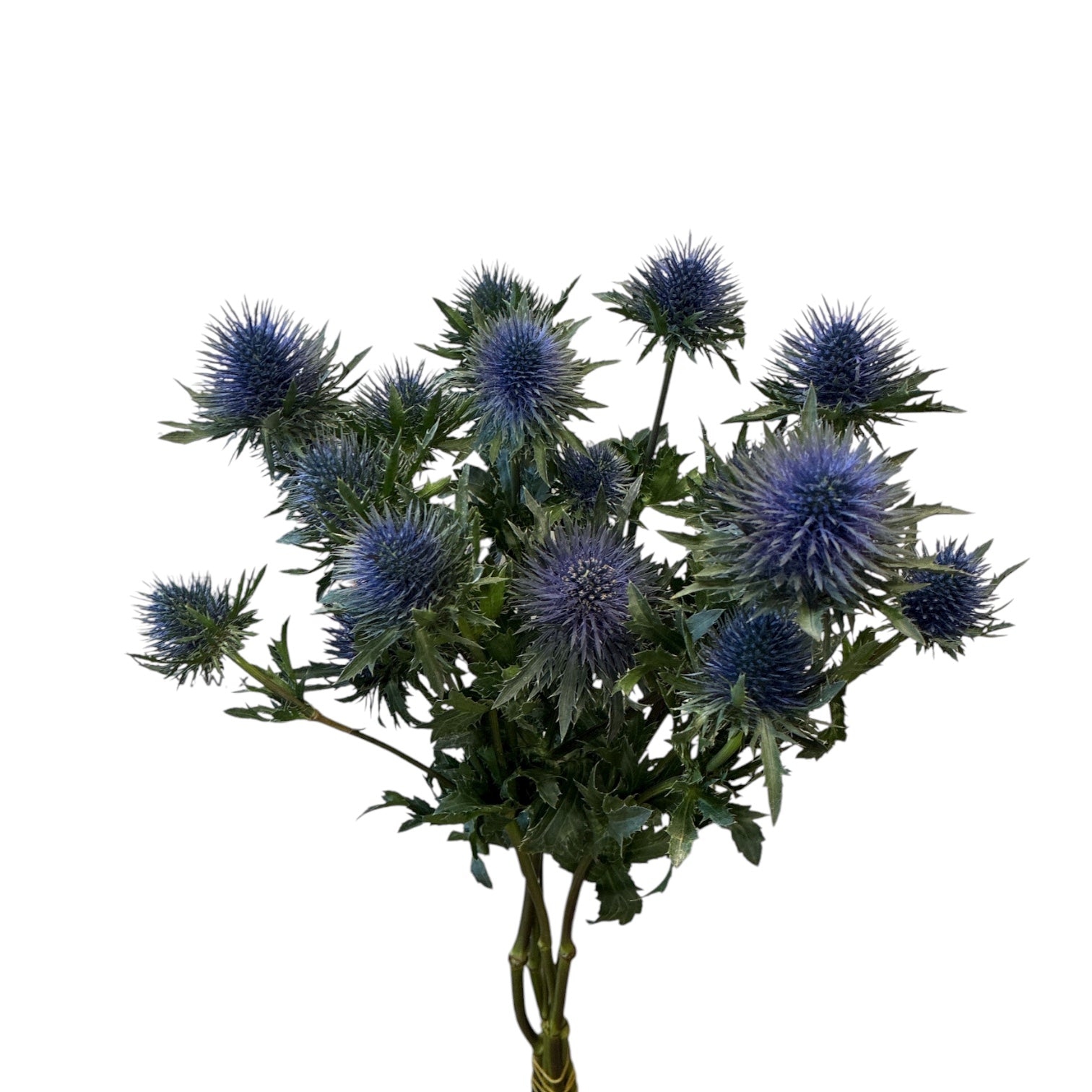 IMPORT - Eryngium Magnetar Questar (ET)  x 5 Stems 50cm