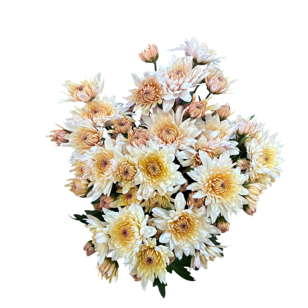Close-up of Chrysanthemum Yeti Pale Salmon – UK-grown sustainable blooms in gentle peach and blush tones, showcasing layered petals and rich Norfolk-grown quality.