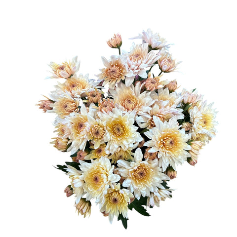 Close-up of Chrysanthemum Yeti Pale Salmon – UK-grown sustainable blooms in gentle peach and blush tones, showcasing layered petals and rich Norfolk-grown quality.