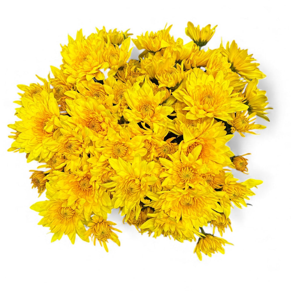 norfolk grown sustainable dark yellow yeti chrysanthemum