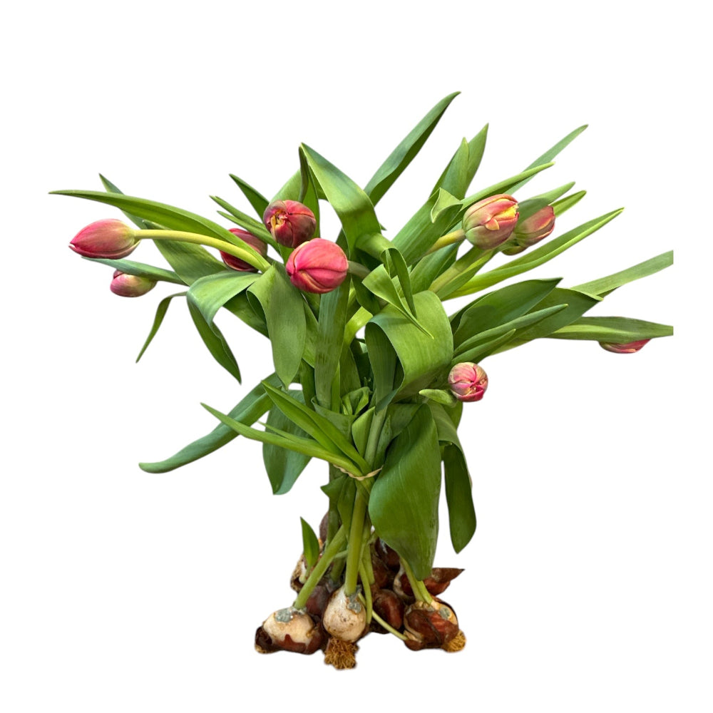 A cluster of vibrant pink Columbus tulips with green leaves, displayed still attached to their bulbs, standing upright against a white background.