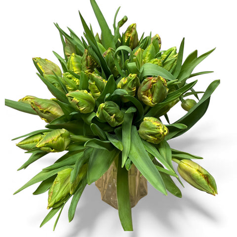 Tulip - Yellow Parrot- Bundle of 40 stems - Southern Hemisphere