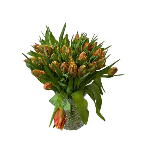 Tulip - Rasta Parrot- Bundle of 40 stems - Southern Hemisphere