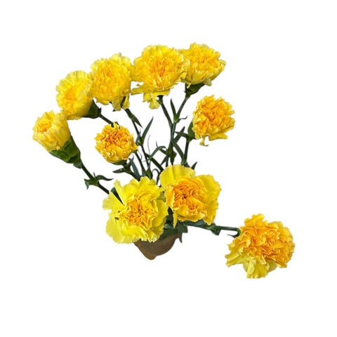 IMPORT - Bloom Carnation - Golden Gate x 10 stems