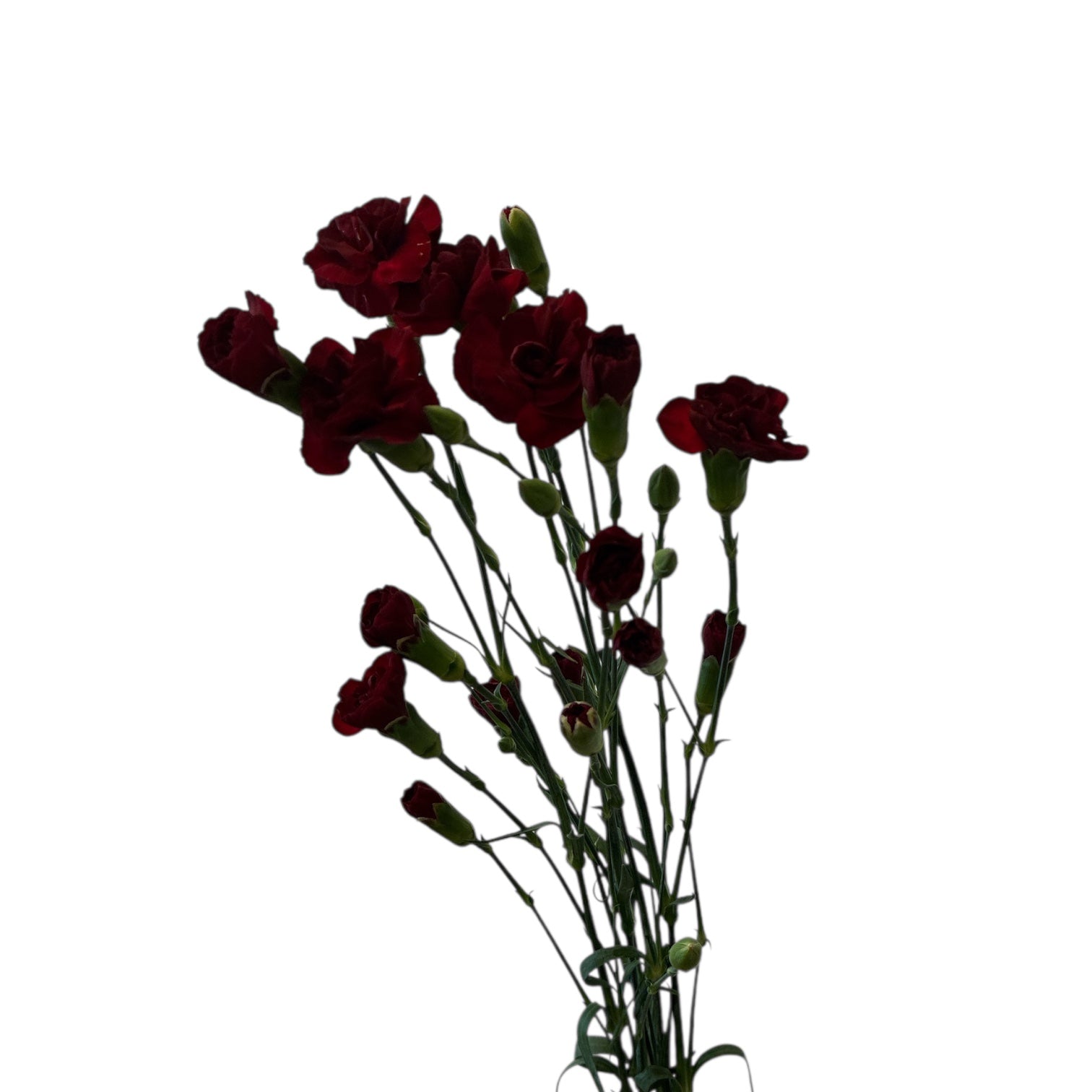 IMPORT - Spray Carnation - Burgundy x 5 stems