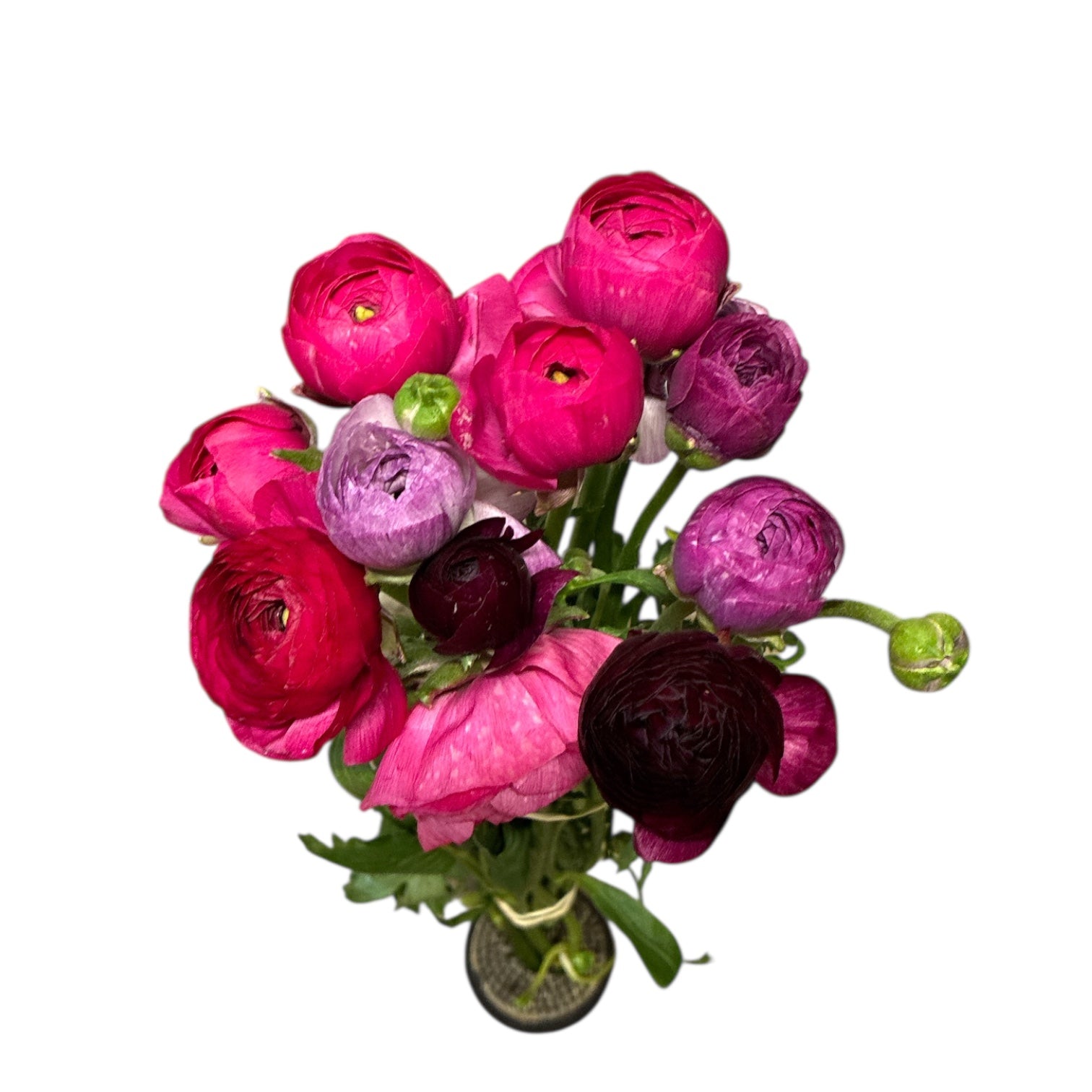 Ranunculus - AUTUMN 45cm x 10 stems - PURPLE JEAN
