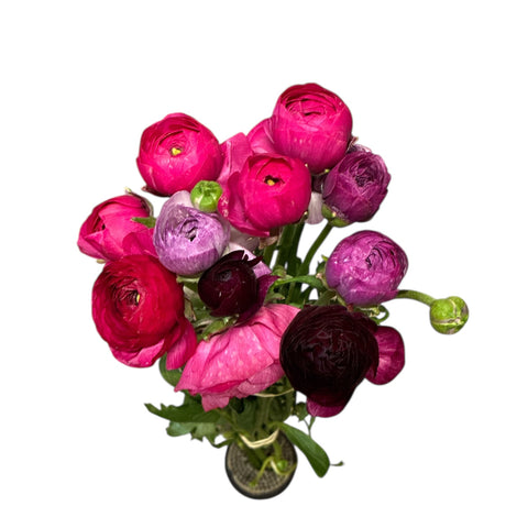 Ranunculus - AUTUMN 45cm x 10 stems - PURPLE JEAN