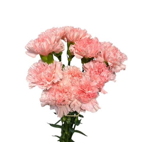 IMPORT - Fancy Carnation - Pale Pink x 10 stems