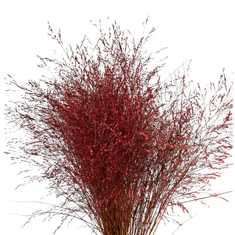 IMPORT - Panicum DYED Fountain Grass RED  x 25 stems