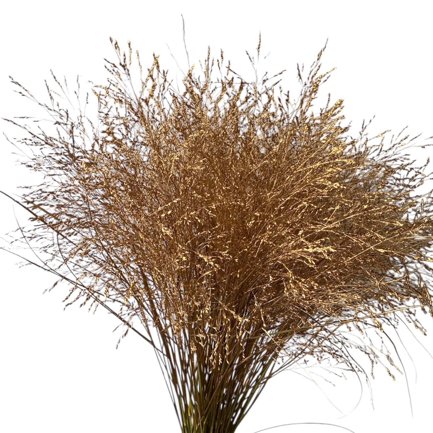 IMPORT - Panicum DYED Fountain Grass ANT. GOLD  x 25 stems