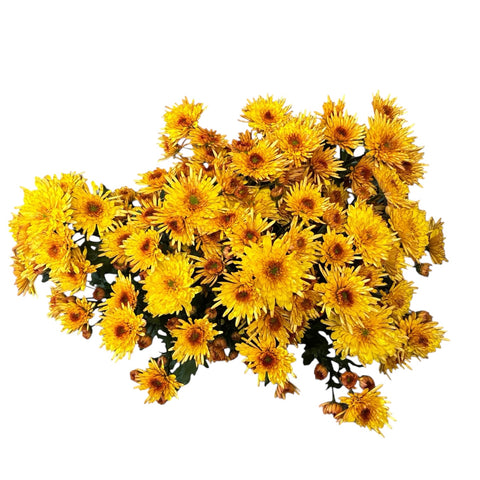 Chrysanthemum Adana Orange x 10 stems