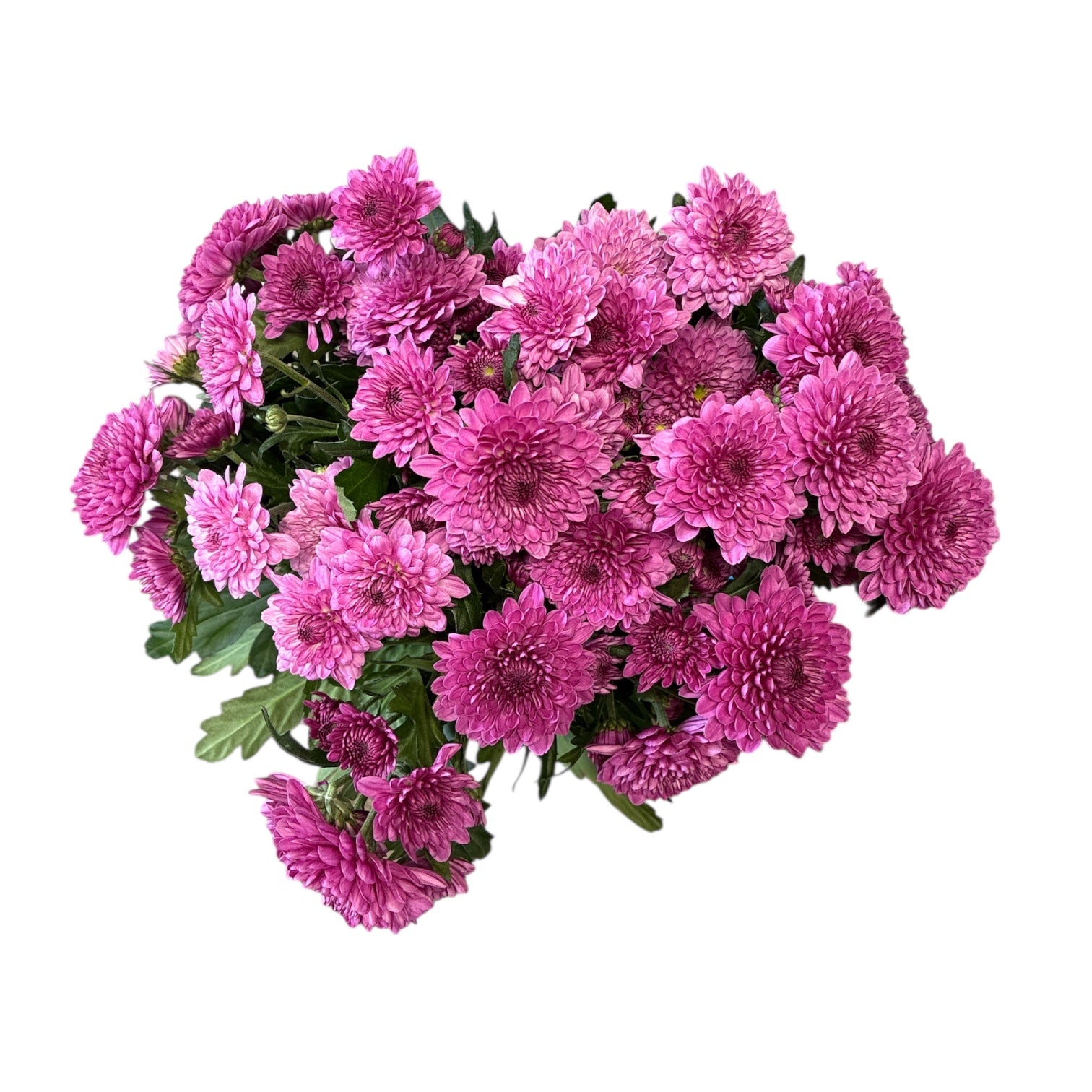 Chrysanthemum Xion Purple x 10 stems