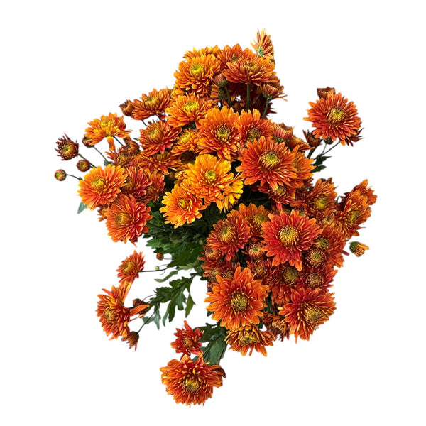 Chrysanthemum Ceylon Copper x 10 stems