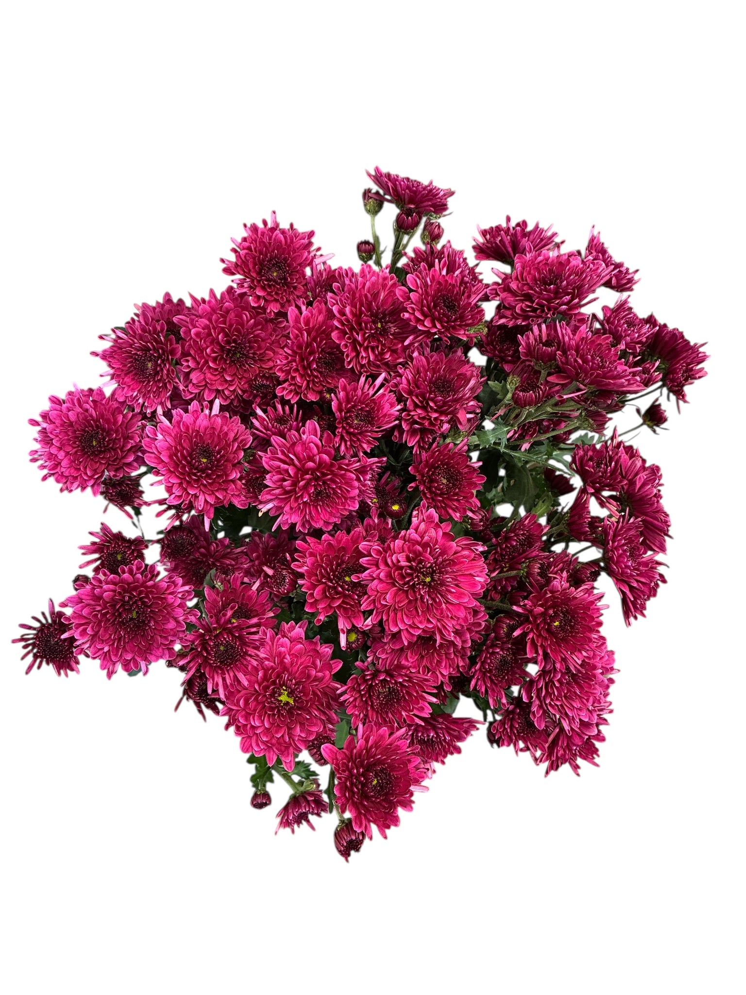 Chrysanthemum Adana Purple x 10 stems