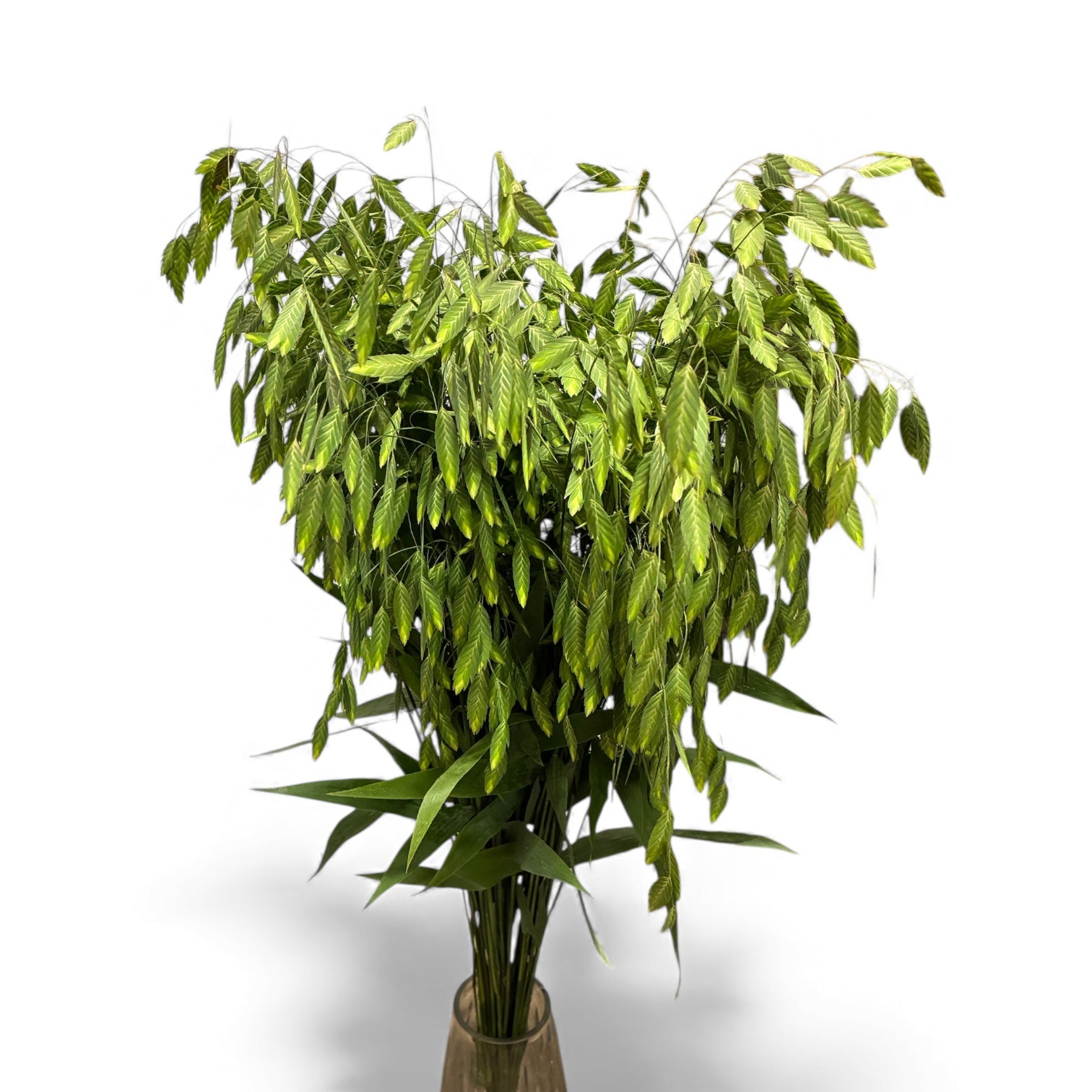 IMPORT - Chasmanthium Latifolium Mantis  x 25 stems