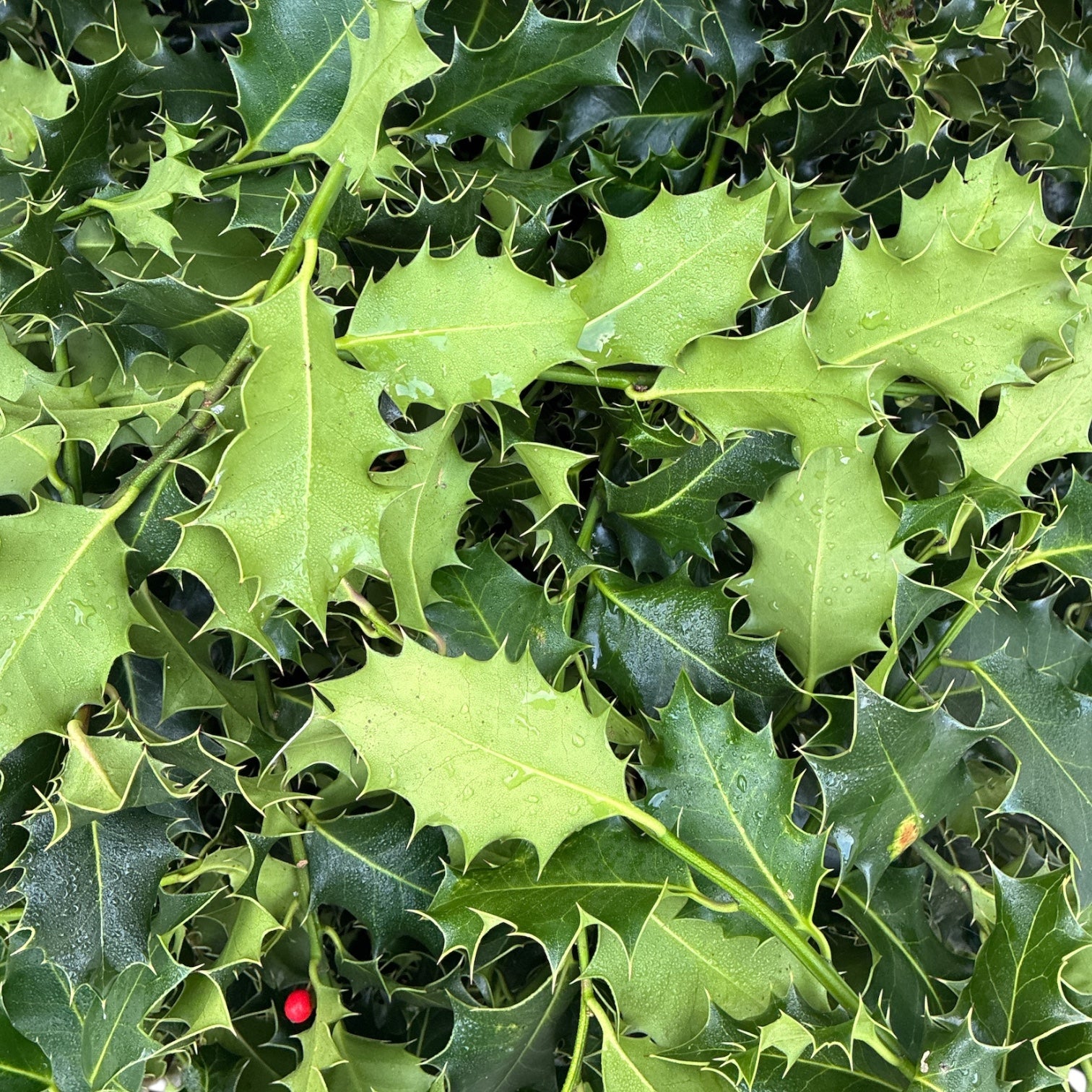 Holly  ***SPECIAL OFFER*** INCL. DELIVERY