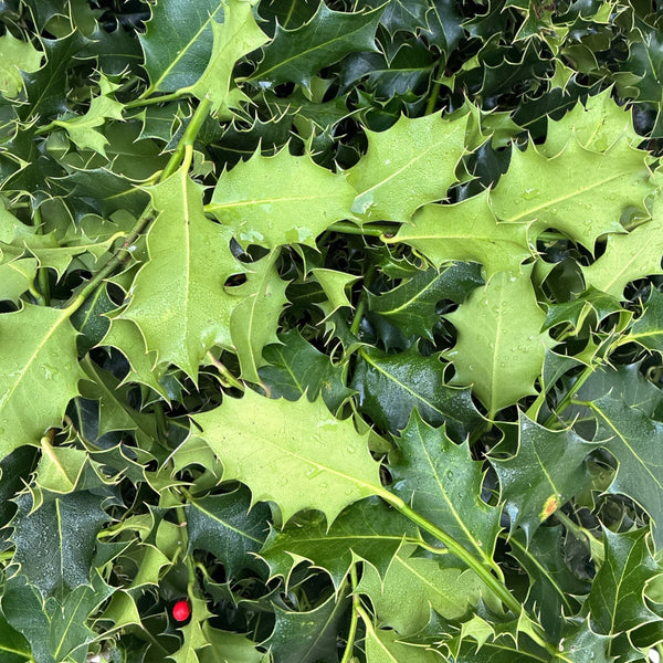 Holly  ***SPECIAL OFFER*** INCL. DELIVERY