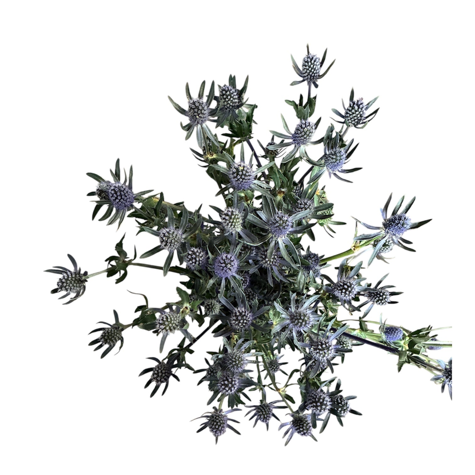 IMPORT - Eryngium Planum - Blue Glitters  (KE)  x 10 stems