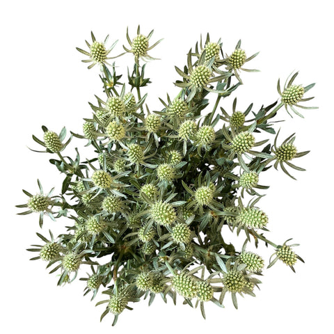 IMPORT - Eryngium Planum - Green Glitters  (KE)  x 10 stems