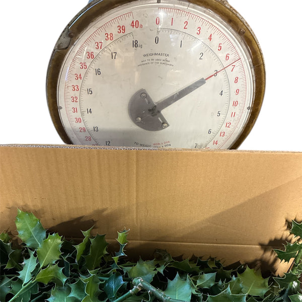 Holly  ***SPECIAL OFFER*** INCL. DELIVERY