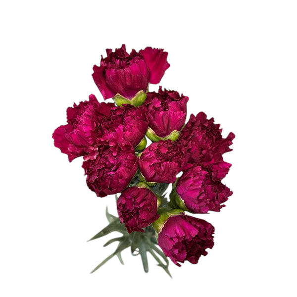 IMPORT - Fancy Carnation - Golem (purple) x 10 stems