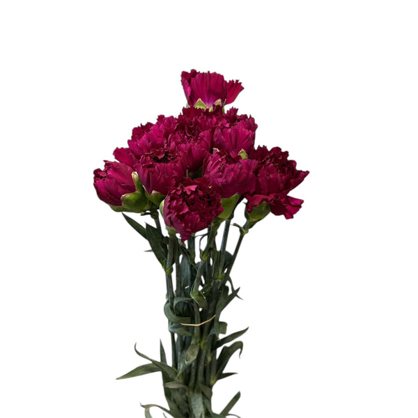 IMPORT - Fancy Carnation - Golem (purple) x 10 stems