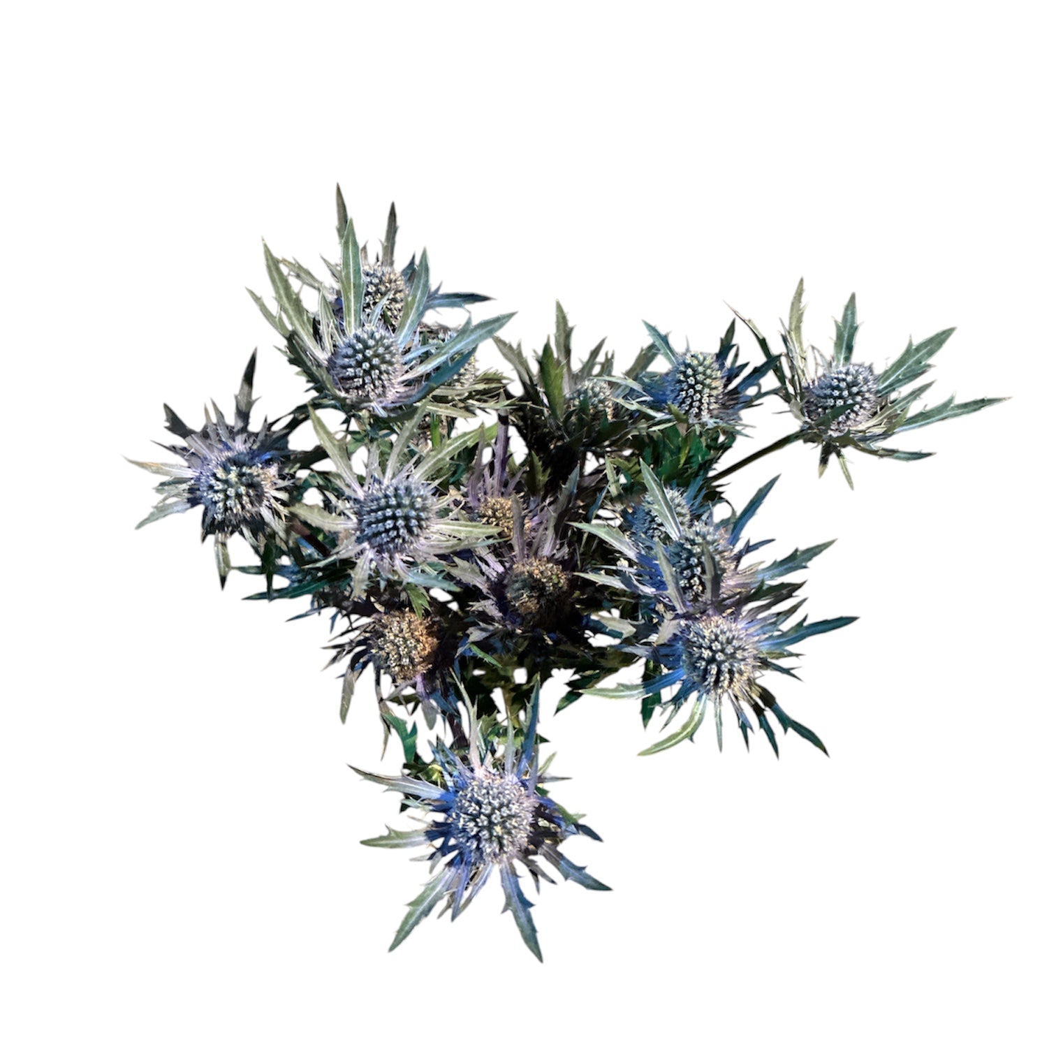 IMPORT - Eryngium Blue Orion Questar 50cm (ET) x  5 Stems