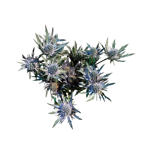 IMPORT - Eryngium Blue Orion Questar 50cm (ET) x  5 Stems