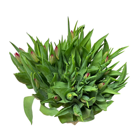40 red seadov tulips wholesale quality online UK