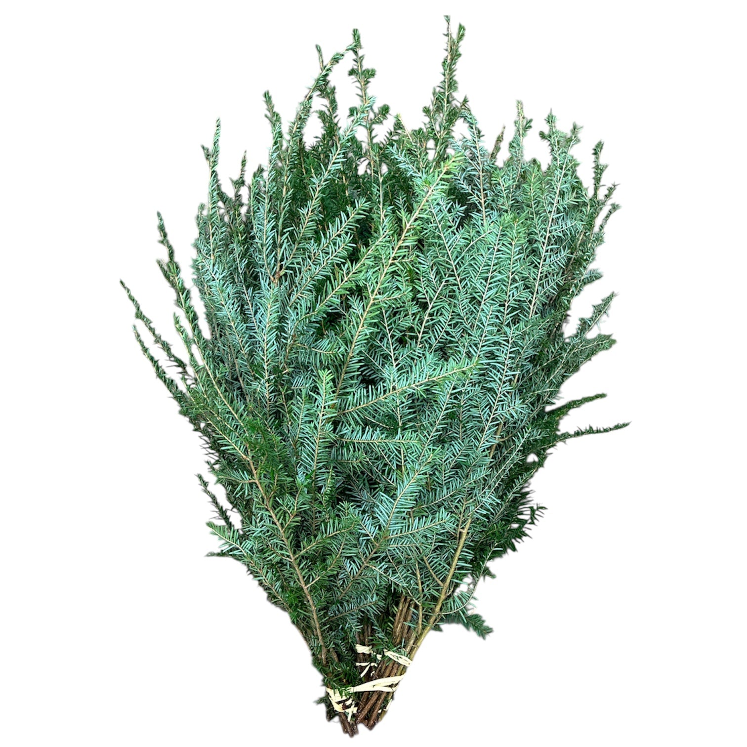 FOLIAGE - Hemlock - Irish - 50 stem bundle