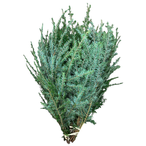 FOLIAGE - Hemlock - Irish - 50 stem bundle