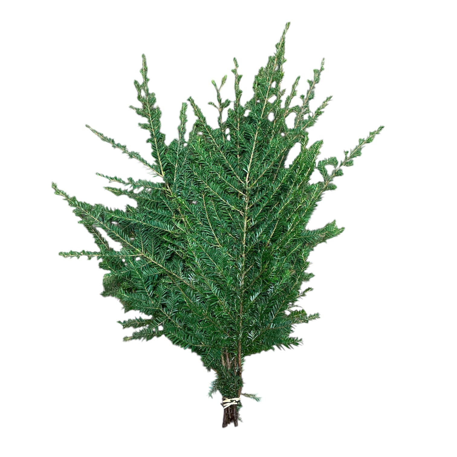 FOLIAGE - Hemlock - Irish - 10 stems