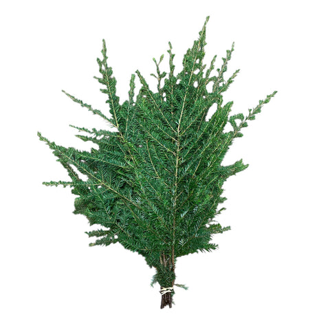 FOLIAGE - Hemlock - Irish - 10 stems