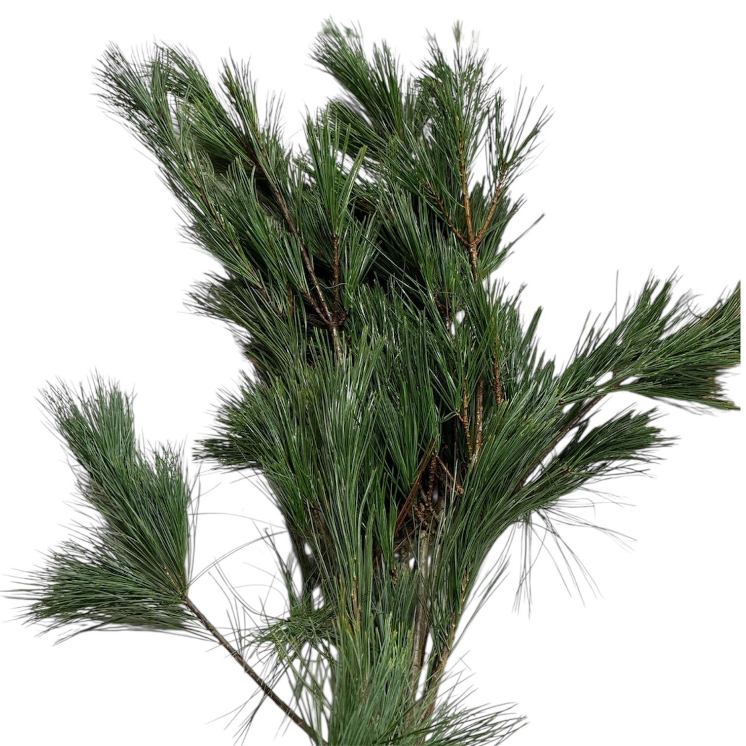 IMPORT FOLIAGE - Pinus Strobus 60cm x 10 stems