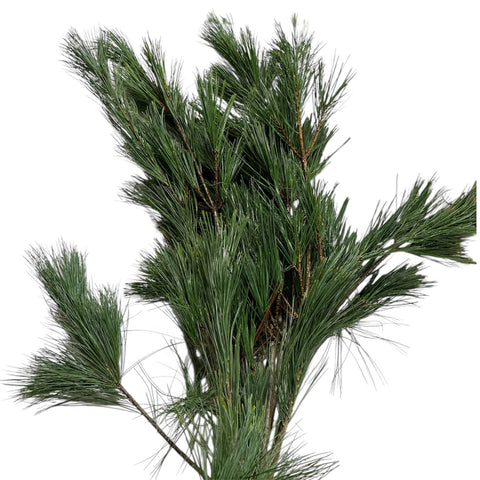 IMPORT FOLIAGE - Pinus Strobus 60cm x 10 stems